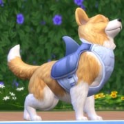 Запись: Официальный блог: Питомцы с уникальным характером