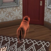 Запись: Как заставить питомца повзрослеть или воскресить его в «The Sims 4: Кошки и собаки»