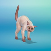 Запись: Что делать, если питомец постоянно напуган