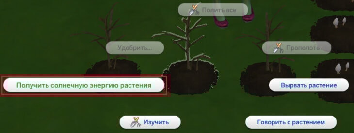 получить солнечную энергию растения