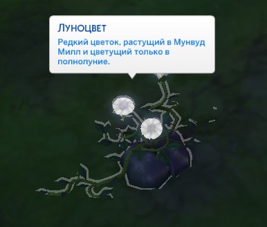 растение луноцвет