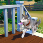 Продолжительность жизни питомцев в «The Sims 4: Кошки и собаки»