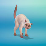 Что делать, если питомец постоянно напуган